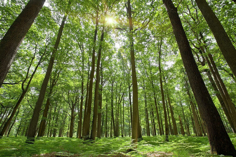 Delivering Sustainability Initiatives